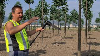 PAULOWNIA: APA , AZOT SI INGRIJIRE