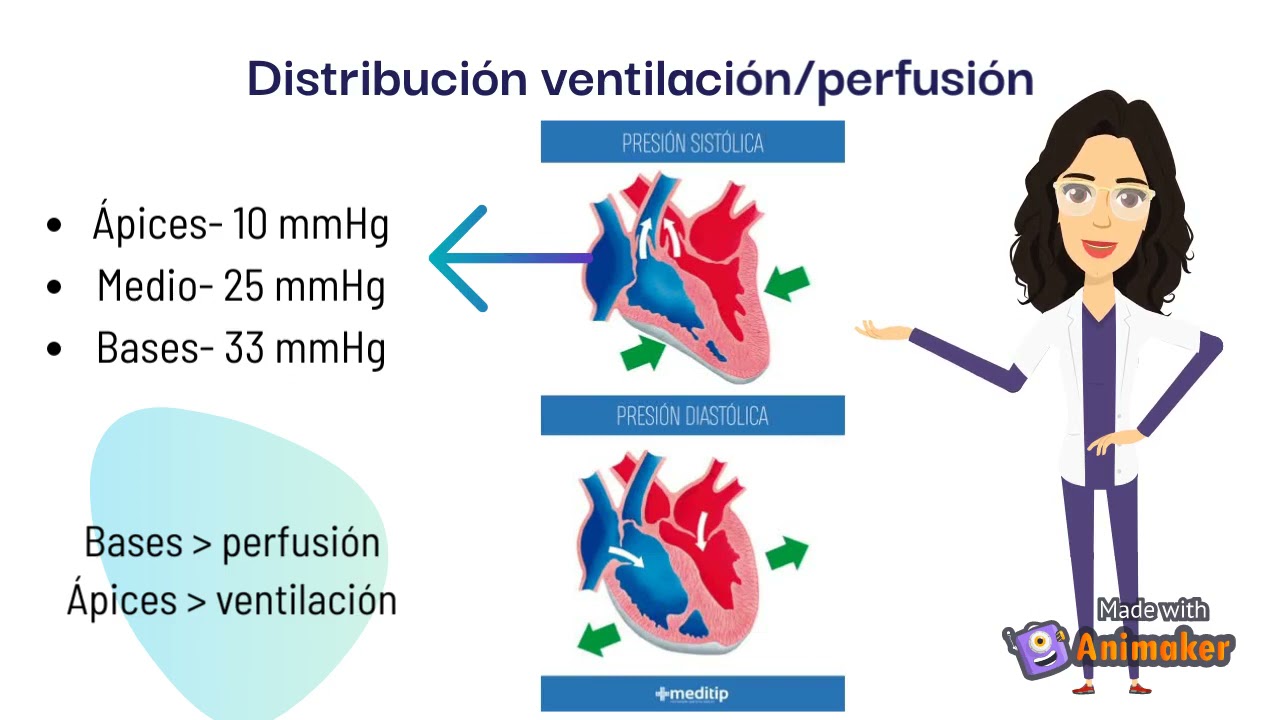 Relación Ventilación-perfusión - YouTube