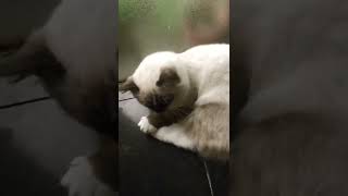 Cat Vlog #4 絕育的前一晚