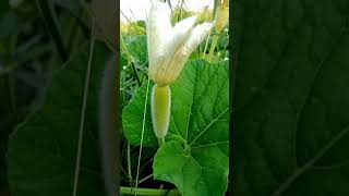 lauki(bottle gourd) plant with flower #shorts #lauki #dhvanisgarden
