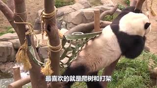 搞笑配音| 熊猫宝宝打架上头了，连劝架的奶爸也不放过，镜头拍下全过程