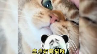 盘点一只奶萌猫咪和铲屎官的搞笑日常#猫咪 #动物 #看一遍笑一遍