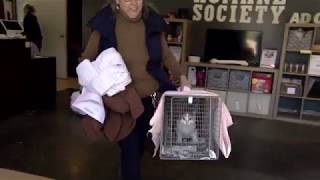 Feral Cats: Controlling the Population Through Trap Neuter Return
