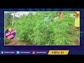 పెరట్లో గంజాయి మొక్కలు ganja cultivation in house yard yapral patas news 10tv