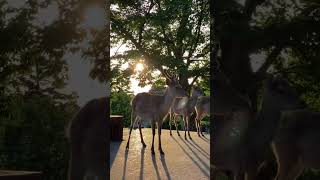 奈良滿路都是🦌#日本#京都#奈良#東大寺#若草山#二年坂 #日本の絕景#日本の風景 #京都カフェ#japan #japantravel #japantrip