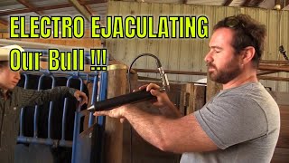 Electro Ejaculating our bull !!!  {Collecting semen from our bull for testing}