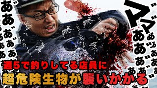 週5で釣りしてる店員の指に超危険な淡路島産の石鯛が襲いかかる。笑