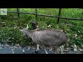 nilgiri tahr an endemic species to nilgiris