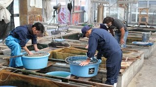 Sakai Fish Farm October 2014 - part 1 - ATB TV Japan tour