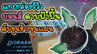 #unboxing#แกะกล่องรีวิว #บอนสี ดาบฟ้าฟื้น|caladium|#สวนครีมโอ สวนครีมโอ#บอนสีสวยๆ