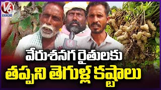 Groundnut Farmers Face Pest Menace in Palamuru Area | Mahabubnagar |  V6 News