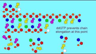 DNA SEQUENCING USING ddGTP