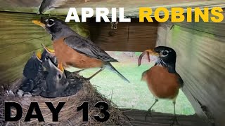 April Robins Day 13 Feeding Frenzy!