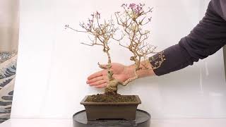 Vídeo 360º Bonsai Callicarpa Japonica. Calicarpa.  CLC21jp