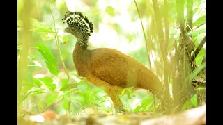 Kara Sun birding in / presenting wildlife of  Costa Rica - Caracol, Golfito, San Vito