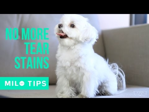 How we keep Milo's eyes clean: Grooming Milo Meets World How we keep Milo's eyes clean: Grooming Milo Meets World