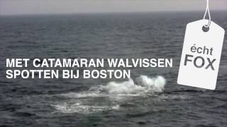 #4 Echt FOX moment- Met catamaran walvissen spotten bij Boston