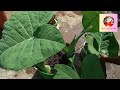 colocasia leaves ಕೆಸುವಿನ ಎಲೆ terracegarderning