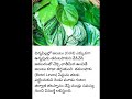 హనుమంతుడుకి ఇష్టమైన పత్రం 😊ప్రయోజనాలు betel leves benifits healthtipsintelugu telugufacts