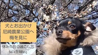 尼崎農業公園へ梅を見に〈犬とお出かけ〉/50's主婦log