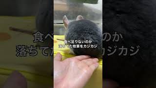 朝のお腹ぺこぺこチンチラ　量に不満でいじけちゃう＃chinchilla＃チンチラ＃shorts