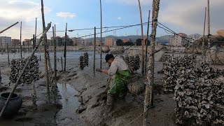 泰叔赶海去滩涂地收货，不小心被猛货袭击出血，还好这家伙挺值钱