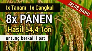 PADI ABADI, PANEN BERKALI-KALI  HANYA DENGAN SATU KALI TANAM | VARIETAS PR23 (perrenial rice)