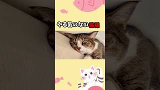 【やる気のない猫】#shorts #猫のいる暮らし #キジシロ #猫のいる生活 #猫 #保護猫