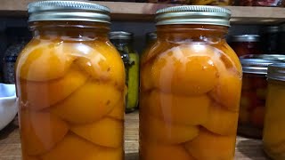 How To Preserve Apricots | How to Can For Beginners