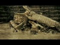 Ong Bak 2 Animal Planet