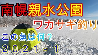 【ワカサギ釣り】北海道南幌町親水公園で氷上釣りしてきた！