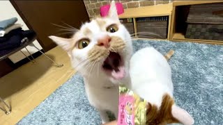 ちゅーるに必死すぎる猫