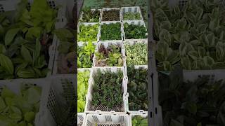 10 บาท ถูกสุดๆ ตลาดต้นไม้จตุจักร #shorts #plants #chatuchak #จตุจักร #ตลาดต้นไม้ #bangkok