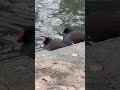 Moorhen Pair On The Edge Of The Duck Pond | Thornes Park #birds #avian #nature