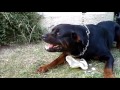 angry rottweiler