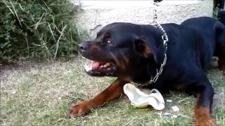 Angry Rottweiler