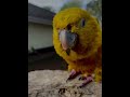 Colourful Vibes Yellow and Green Feathers Parrot 🦜#parrot #birds #nature #birdslover #birdwatching