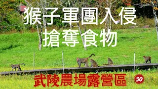 [30] Monkeys invade Wuling Farm camping area｜Snatching food｜Womanソロキャンプcamping