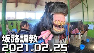 【坂路】2021.02.25【調教】入厩を控えた現役競走馬の追い切り