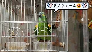 アオボウシインコ　ドスのおしゃべり「愛してるよ😍」の巻