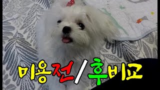 배냇미용 6개월 말티즈 미용전후 비교 놀라운변화