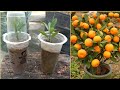 How to take cuttings from Santang Madu orange shoots