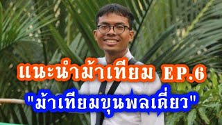 วิถีกะพงฟ้า หมากรุกไทย EP.6 : แนะนำม้าเทียมขุนพลเดี่ยว  (ม้าเทียม VS ม้าโยงขวา) | 12 เม.ย.63