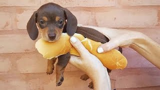 Funniest \u0026 Cutest Dachshund Puppies #4