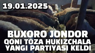 BUXORO JONDOR NAVGADI MFY 19.01.2025 YANGI PARTIYA HUKIZCHALA KELDI.