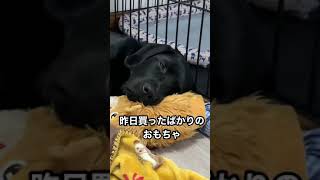 日記  新しいおもちゃを１日で破壊した挙句、枕として使うラブラドールレトリバー６ヶ月子犬 -Labrador puppy god of destruction- #shorts