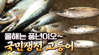 명불허전 국민생선 고등어가 돌아왔다! 올해 고등어 상황은? #고등어 #제주 #부산