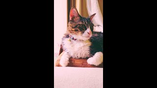 {ハチワレ猫のピノ} 窓際でのんびり毛づくろい。 Bicolor cat is grooming by the window.  cinematic vlog #shorts