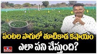 పంటల సాగులో తూటికాడ కషాయం ఎలా పని చేస్తుంది? | Nelatalli | hmtv  Agri