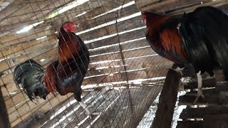 Manok FOR SALE pangsabong 800 pesos lang😱 Samboan Cebu area